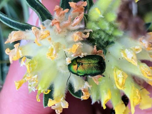 Cryptocephalus sp.